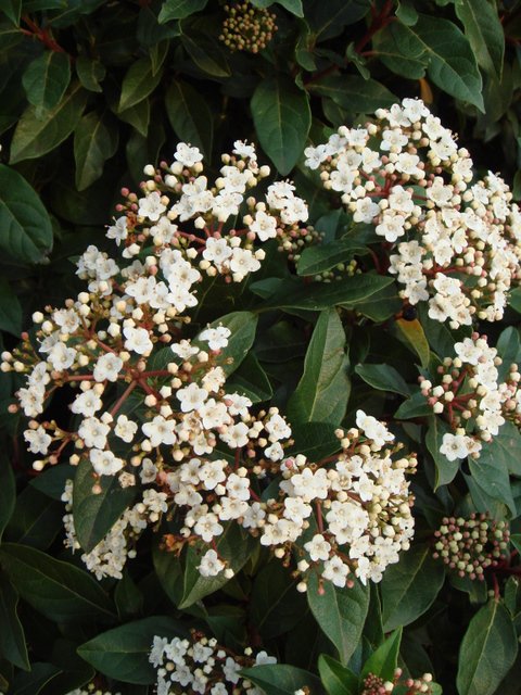 Viburnum tinus